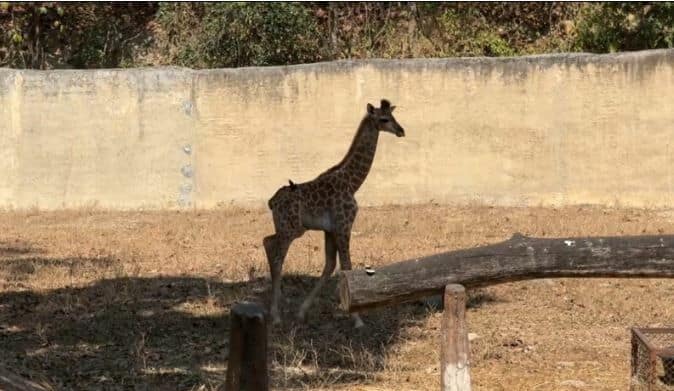 Name baby giraffe to win one-year pass to Chiang Mai Zoo | News by Thaiger