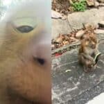 Phuket monkey steals French tourist&#8217;s phone, takes selfie (video) | Thaiger