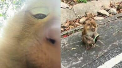 Phuket monkey steals French tourist’s phone, takes selfie (video)