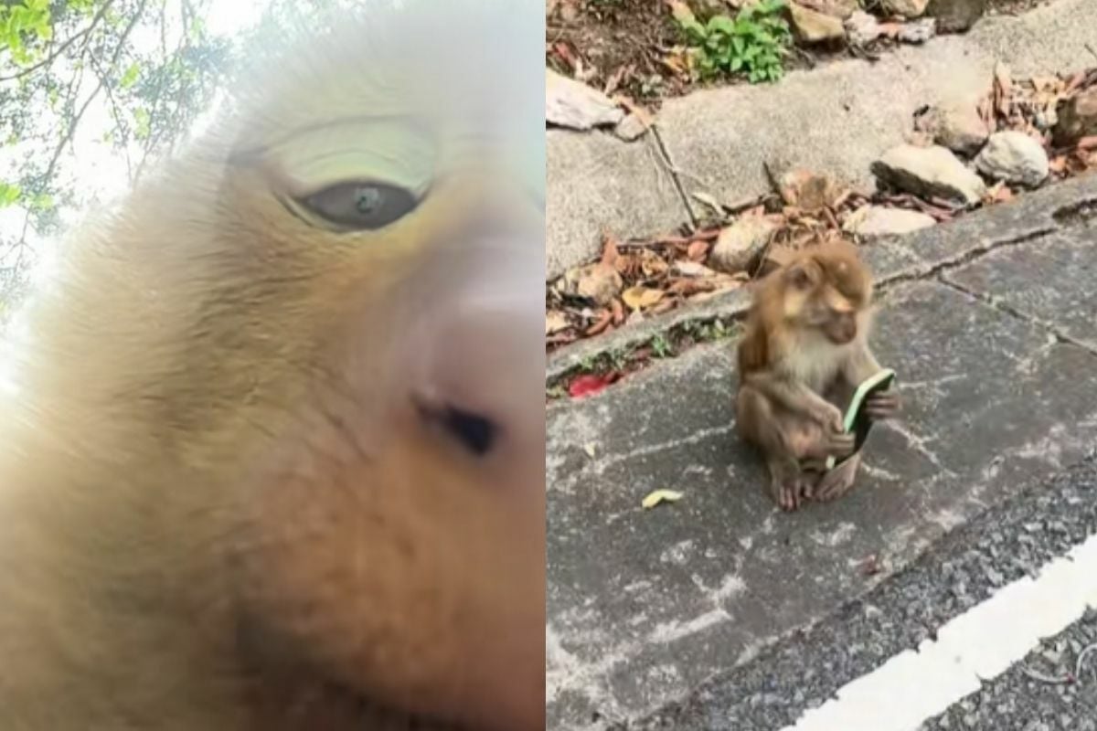 Phuket monkey steals French tourist’s phone, takes selfie (video)