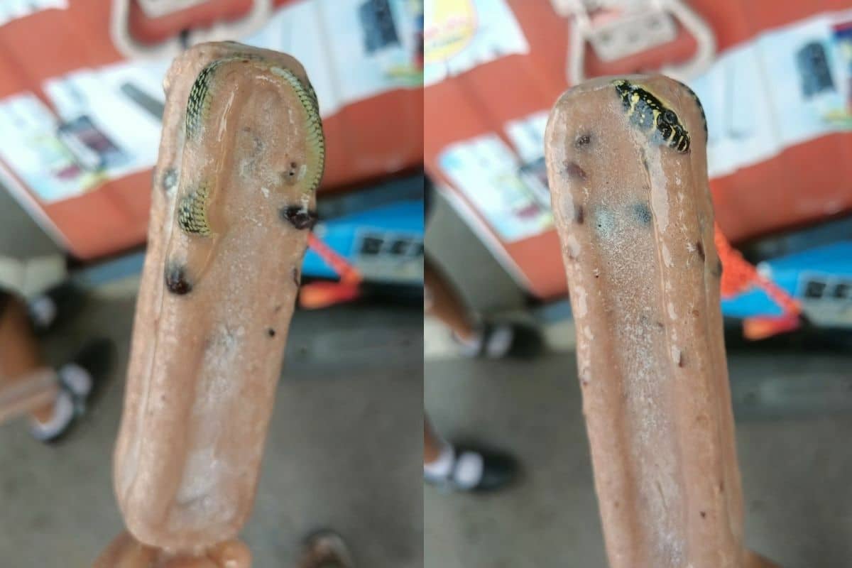 Thai man shares shocking venomous snake surprise in ice pop