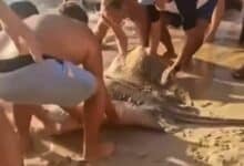 Foreign beachgoers, Thai lifeguard return caught ray to Phuket sea (video)