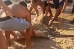 Foreign beachgoers, Thai lifeguard return caught ray to Phuket sea (video)