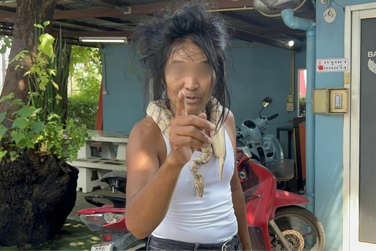 Tourist, not monk: Thai man surrenders after dangerous snake ride