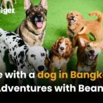 Life with a dog in Bangkok: Adventures with Beans | Thaiger