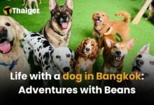 Life with a dog in Bangkok: Adventures with Beans