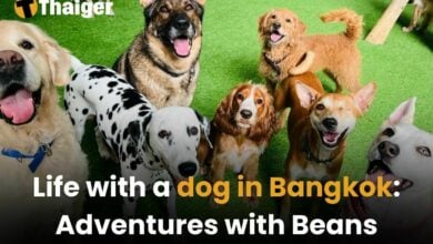 Life with a dog in Bangkok: Adventures with Beans