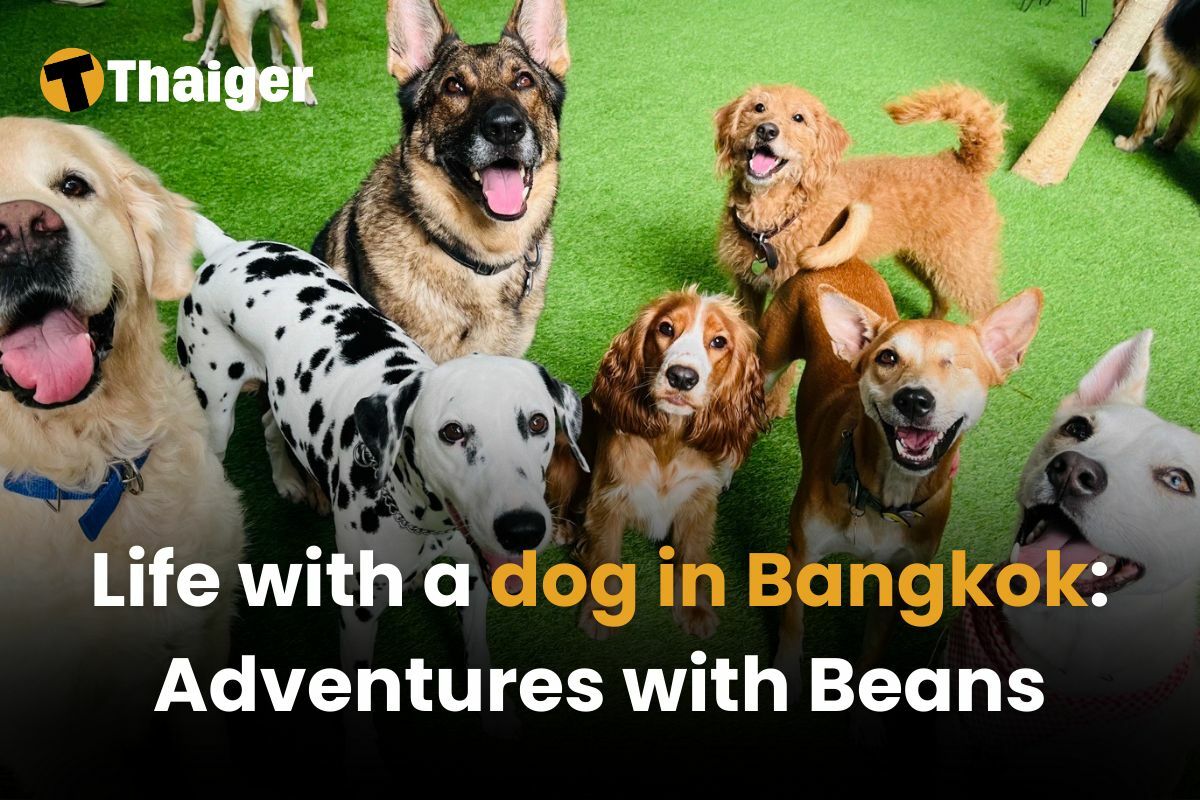 Life with a dog in Bangkok: Adventures with Beans