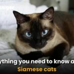 Everything you need to know about Siamese cats | Thaiger