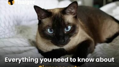 Everything you need to know about Siamese cats | Thaiger
