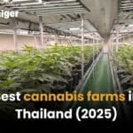 Best cannabis farms in Thailand (2025) | Thaiger