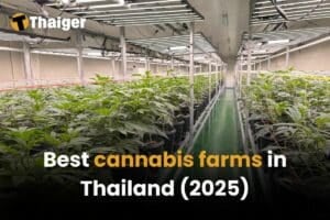 Best cannabis farms in Thailand (2025)