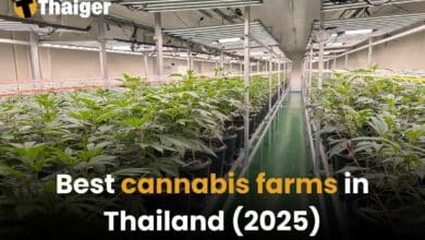 Best cannabis farms in Thailand (2025) | Thaiger