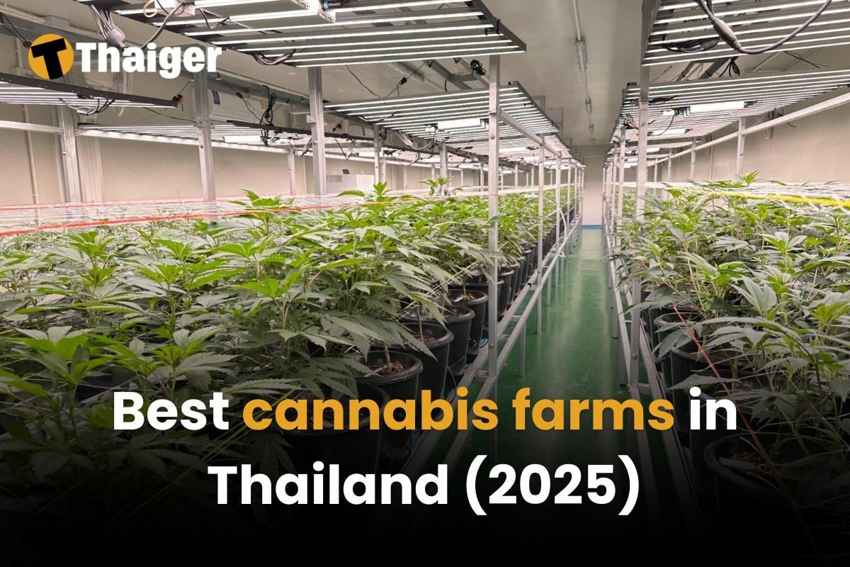 Best cannabis farms in Thailand (2025)