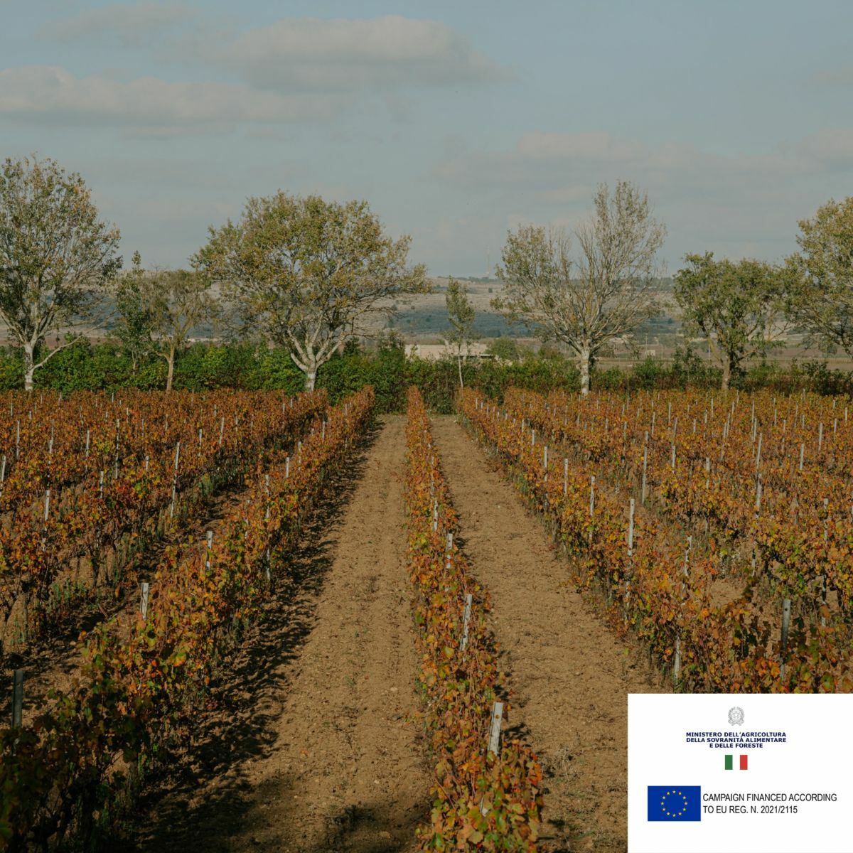 A taste of the sun: How Pugliese wines took centre stage in Thailand | News by Thaiger