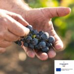 A taste of the sun: How Pugliese wines took centre stage in Thailand | Thaiger