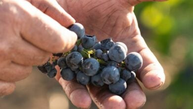 A taste of the sun: How Pugliese wines took centre stage in Thailand | Thaiger