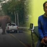 Trunk road terror: Jumbo rage as elephant ejects man from pickup (video)