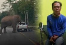 Trunk road terror: Jumbo rage as elephant ejects man from pickup (video)