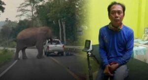 Trunk road terror: Jumbo rage as elephant ejects man from pickup (video)