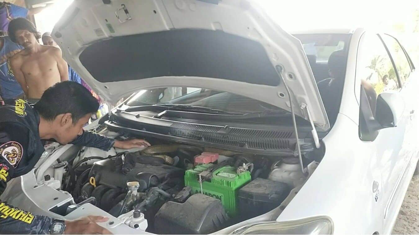 Lottery hiss-teria in Songkhla as king cobra slithers into family car | News by Thaiger