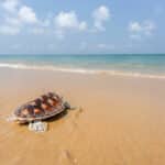 JW Marriott Phuket to host 16th annual Mai Khao Marine Turtle Release | Thaiger