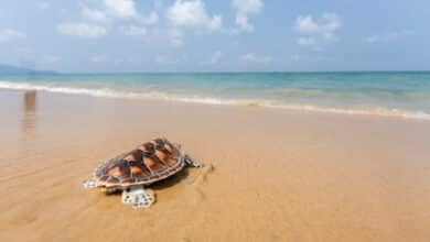 JW Marriott Phuket to host 16th annual Mai Khao Marine Turtle Release | Thaiger