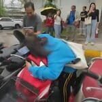 Udon Thani police recover 13 stolen motorcycles, lottery win follows | Thaiger