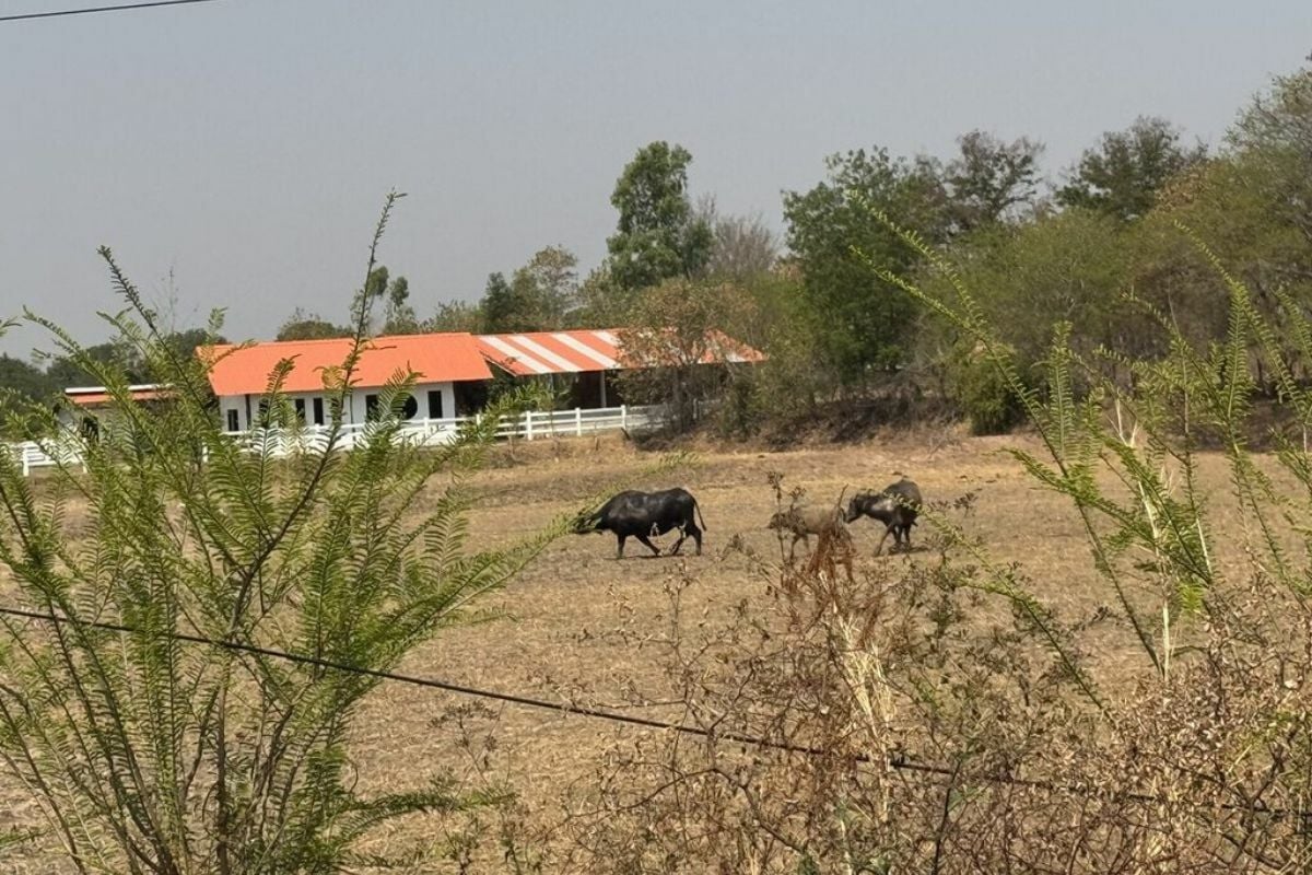 Rabies outbreak declared in Maha Sarakham’s Wapi Pathum