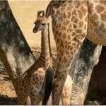 Name baby giraffe to win one-year pass to Chiang Mai Zoo | Thaiger