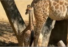 Name baby giraffe to win one-year pass to Chiang Mai Zoo