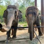 Thai Elephant Day celebrated with buffet for oldest elephant