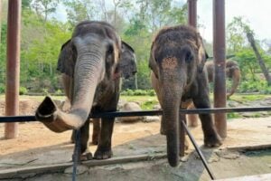 Thai Elephant Day celebrated with buffet for oldest elephant