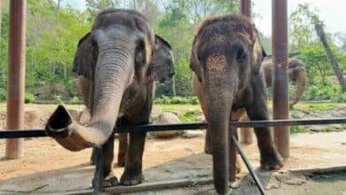 Thai Elephant Day celebrated with buffet for oldest elephant