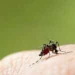 Thailand begins landmark dengue vaccine trial for children