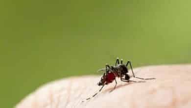 Thailand begins landmark dengue vaccine trial for children