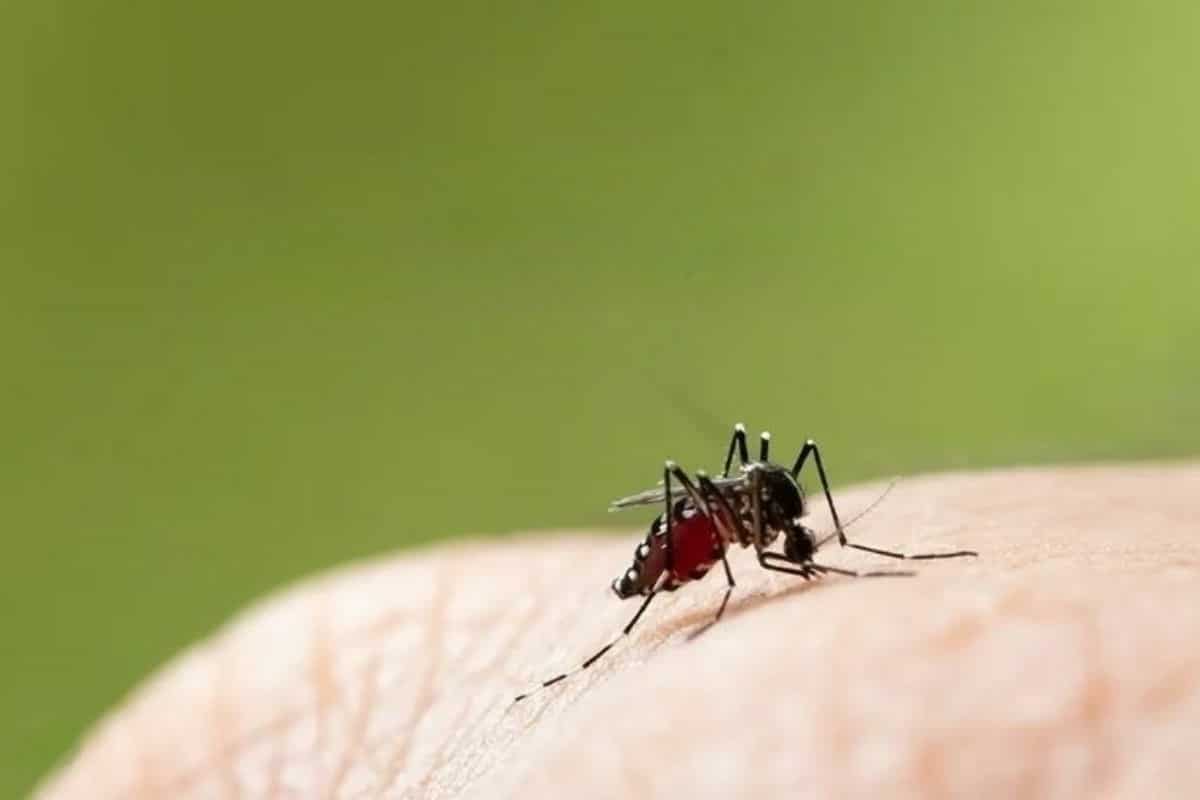 Thailand begins landmark dengue vaccine trial for children