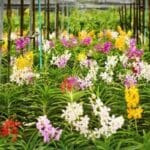 Blooming brilliant: Thailand rakes in billions from orchid exports | Thaiger