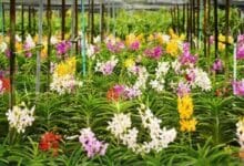 Blooming brilliant: Thailand rakes in billions from orchid exports | Thaiger