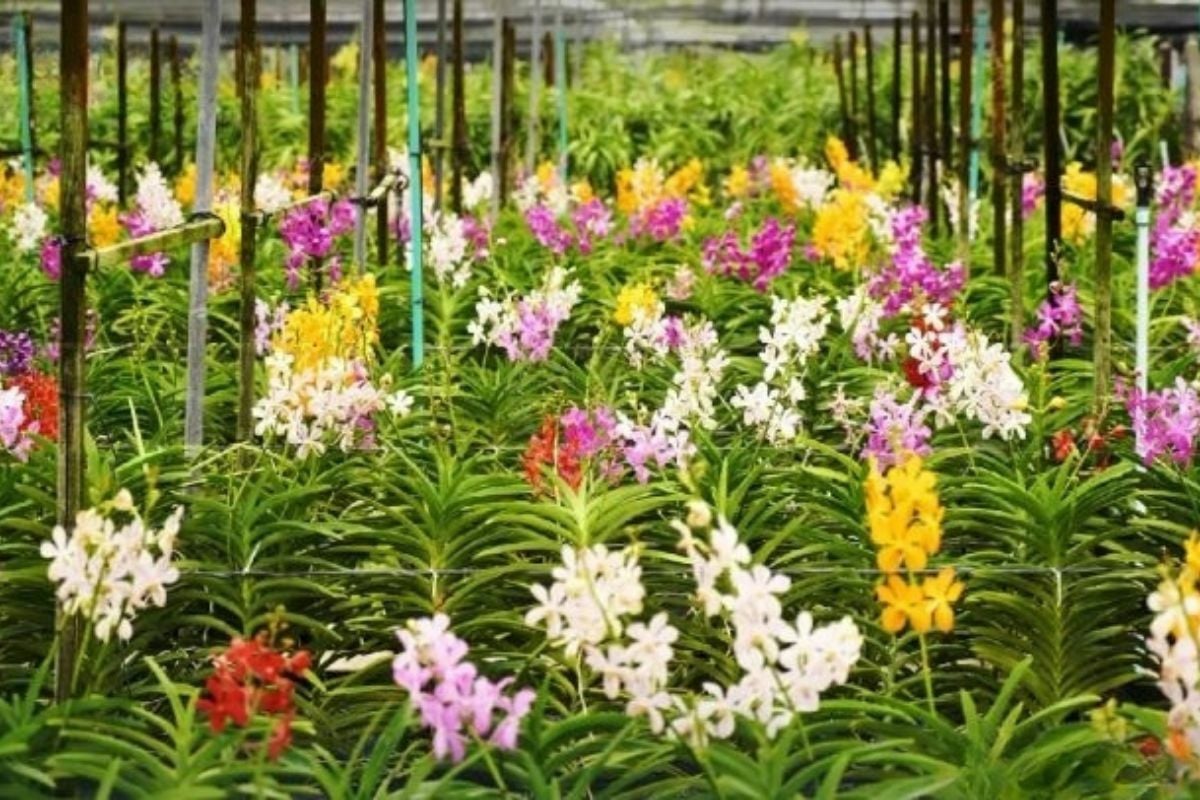 Blooming brilliant: Thailand rakes in billions from orchid exports