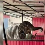 Trunk wash surprise: Thai car care centre goes viral with elephant baths (video) | Thaiger