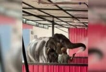 Trunk wash surprise: Thai car care centre goes viral with elephant baths (video)