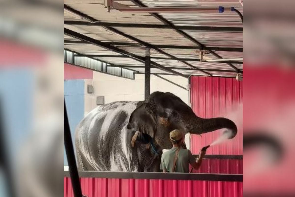 Trunk wash surprise: Thai car care centre goes viral with elephant baths (video)