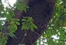 Bee chaos at Ubon Ratchathani temple market injures 6 (video)