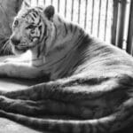Final roar: Beloved white tiger ‘Sun’ bows out after cancer battle