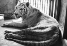 Final roar: Beloved white tiger ‘Sun’ bows out after cancer battle