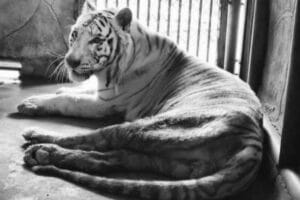 Final roar: Beloved white tiger ‘Sun’ bows out after cancer battle