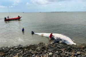 Endangered Bryde’s whale found dead off Samut Prakan coast