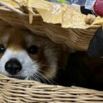 Cat’s out the bag! Cops claw back wildlife in Bangkok airport bust | Thaiger