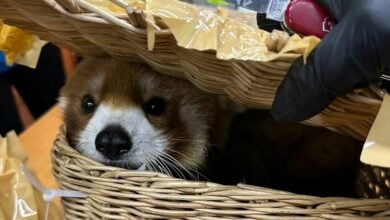 Cat’s out the bag! Cops claw back wildlife in Bangkok airport bust